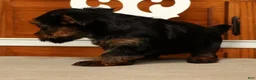 Yorkshire Terrier dogs for sale: Lily - Ad 9