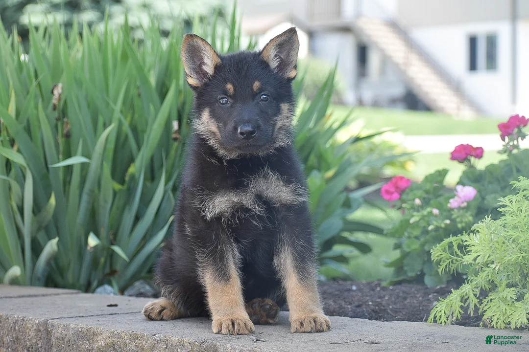 German Shepherd dogs for sale: Calvin - Ad 1