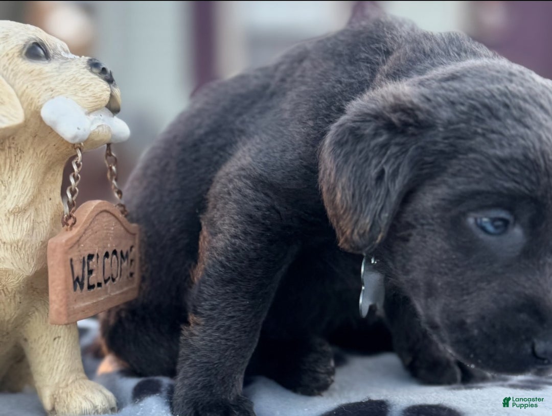 Labrador Retriever dogs for sale: Labrador Retriever Puppy 1 - Ad 5