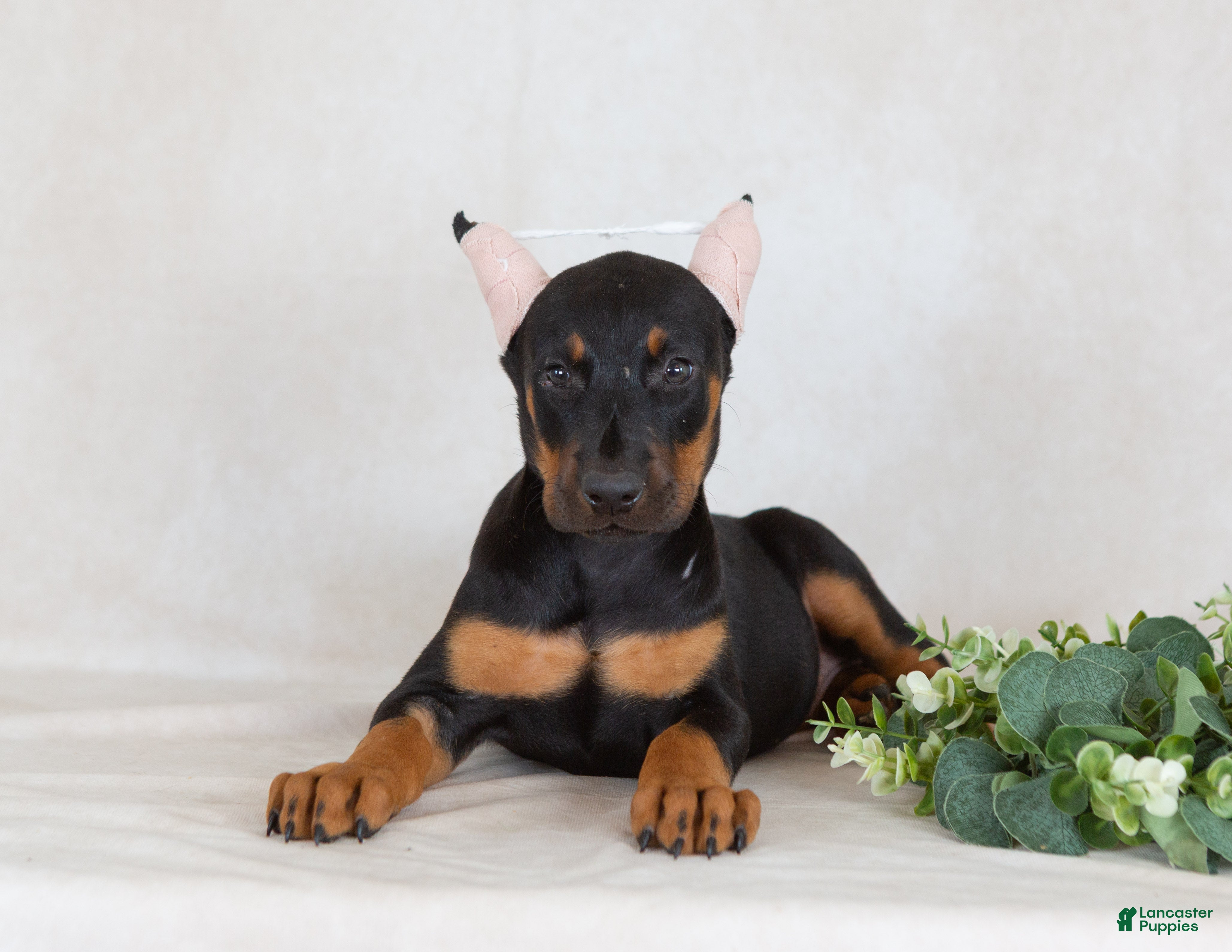 Doberman Pinscher dogs Sasha - Ad 1