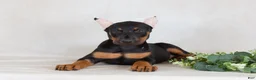 Doberman Pinscher dogs for sale: Sasha - Ad 1