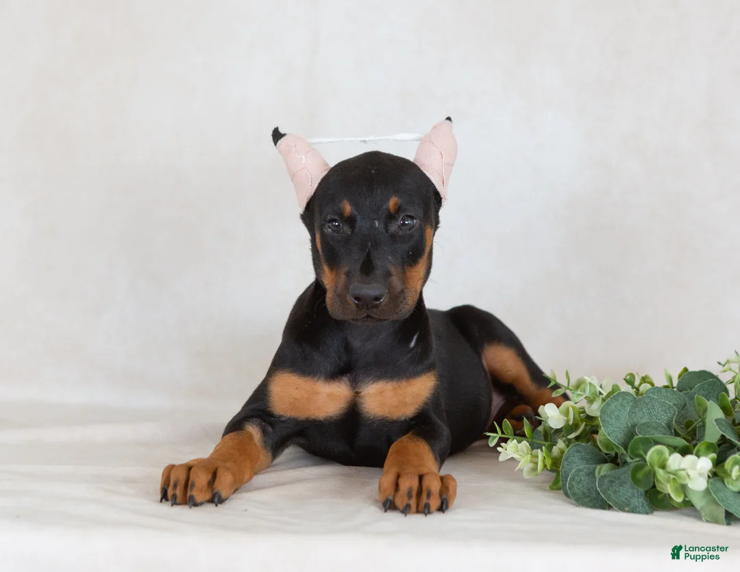 Doberman Pinscher dogs for sale: Sasha - Ad 1
