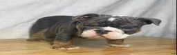 English Bulldog dogs for sale: Ranger - Ad 2