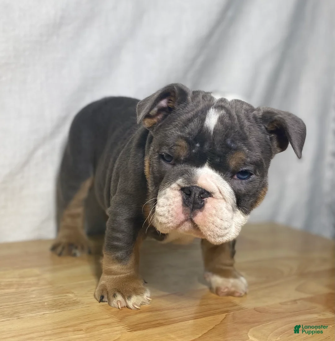 English Bulldog dogs for sale: Ranger - Ad 2