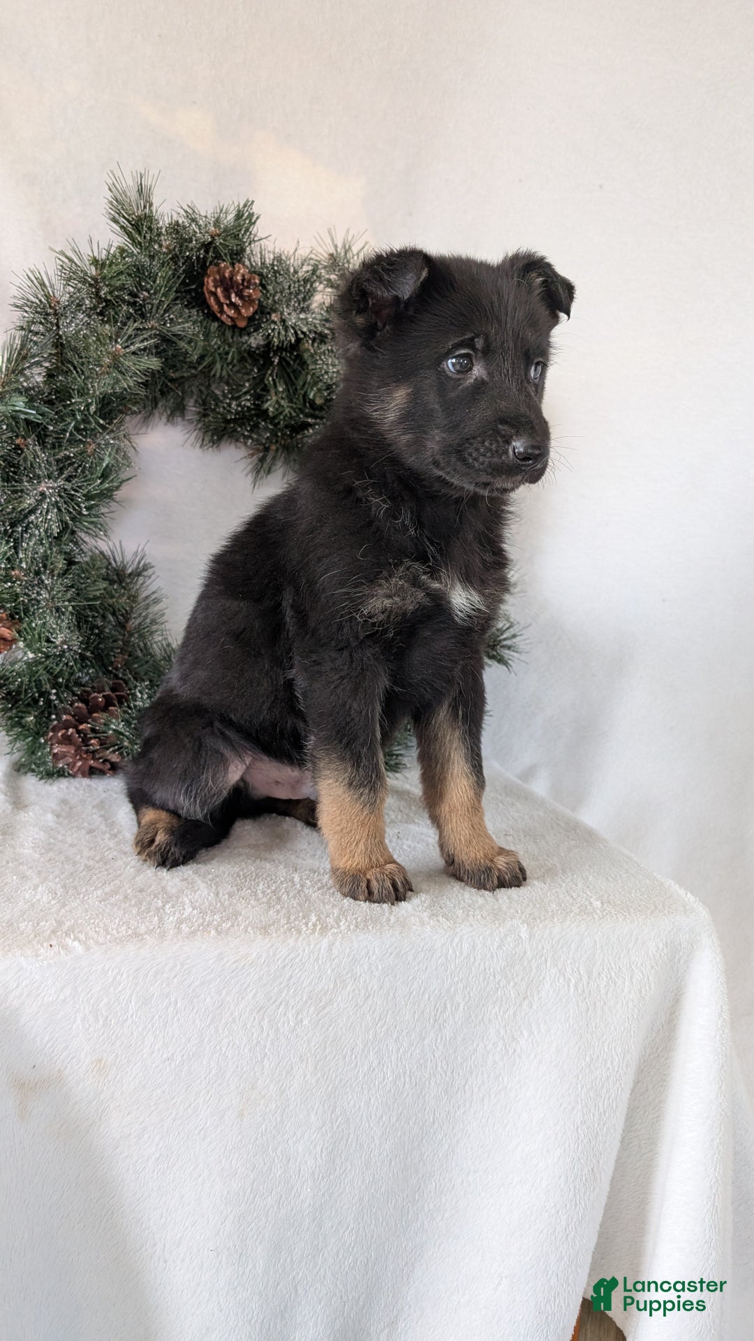 German Shepherd dogs for sale: Logan  - Ad 2