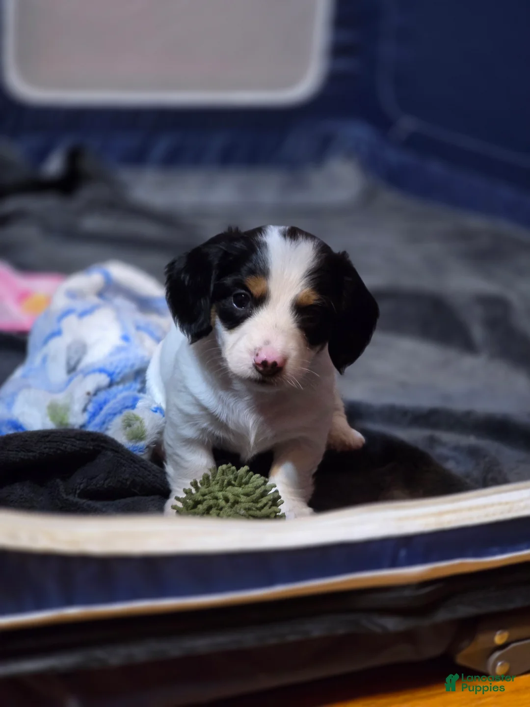 Miniature Dachshund dogs for sale: Piglet - Ad 1