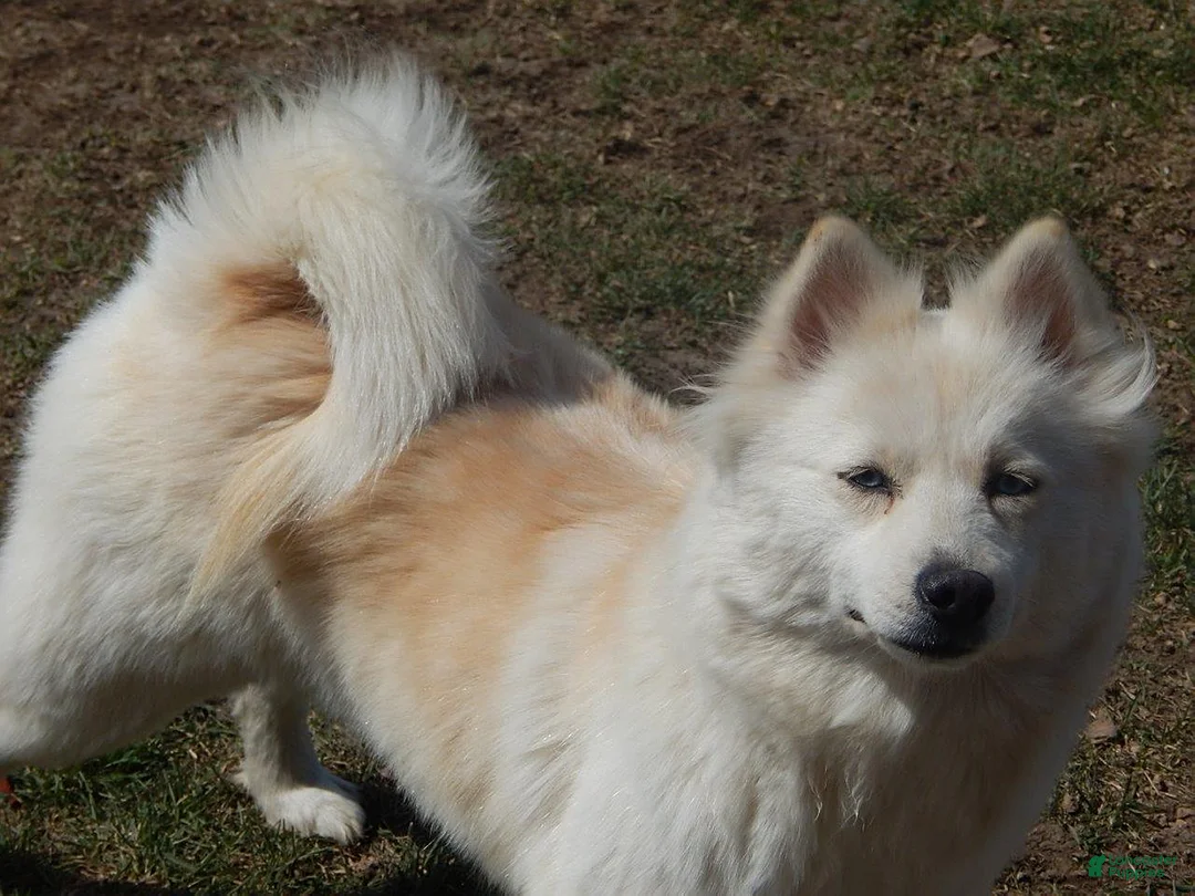 Pomsky dogs for sale: Ava  - Ad 10