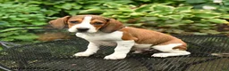 Mixed Breed dogs for sale: Jax - Ad 5