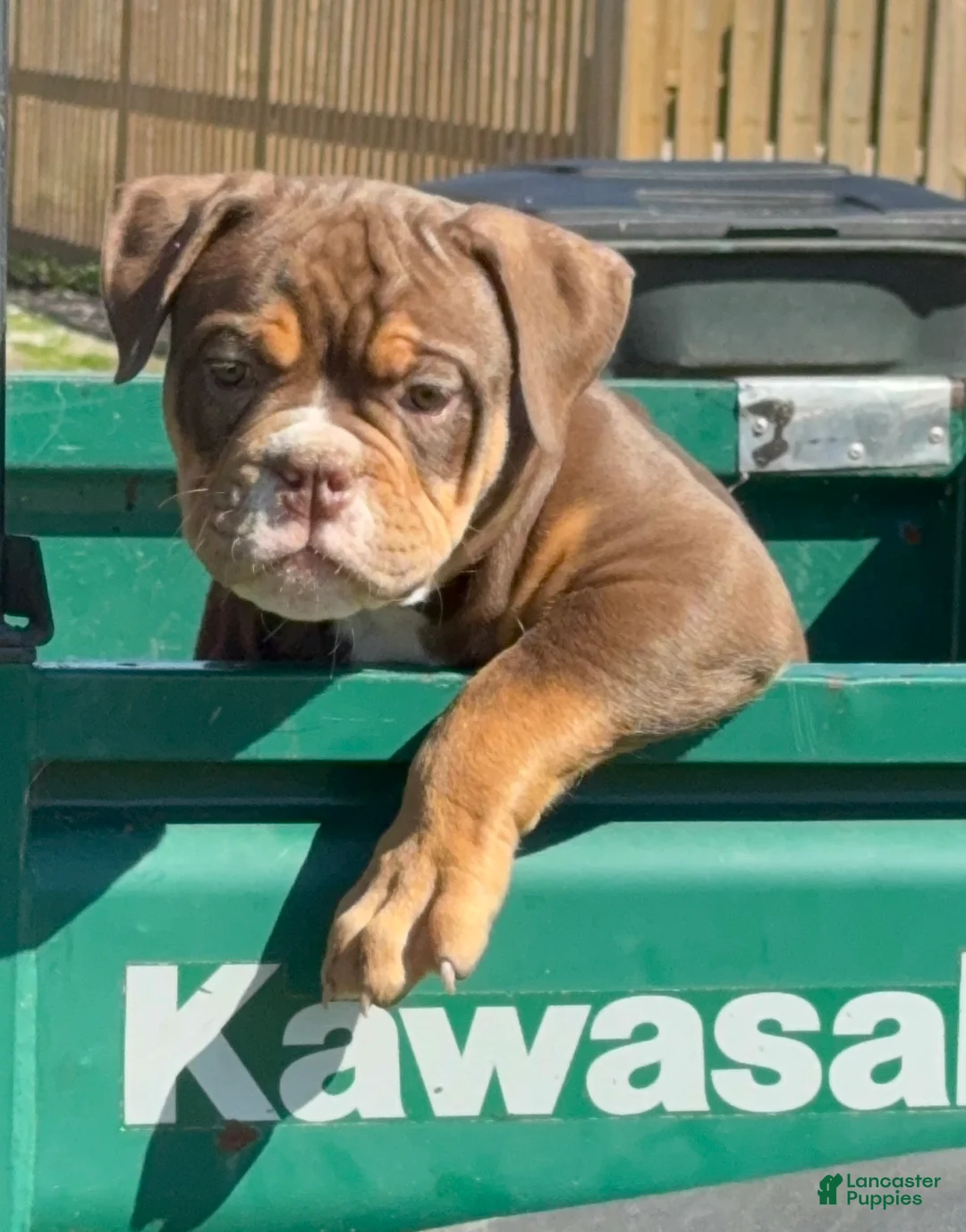 Olde English Bulldogge dogs for sale: Mousse - Ad 1