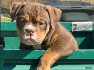 Olde English Bulldogge dogs Mousse - Ad 6