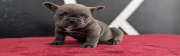 French Bulldog dogs for sale: Xander - Ad 7