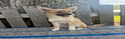 Pomsky dogs for sale: Buttons - Ad 3