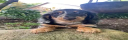 Miniature Dachshund dogs for sale: Princess - Ad 5