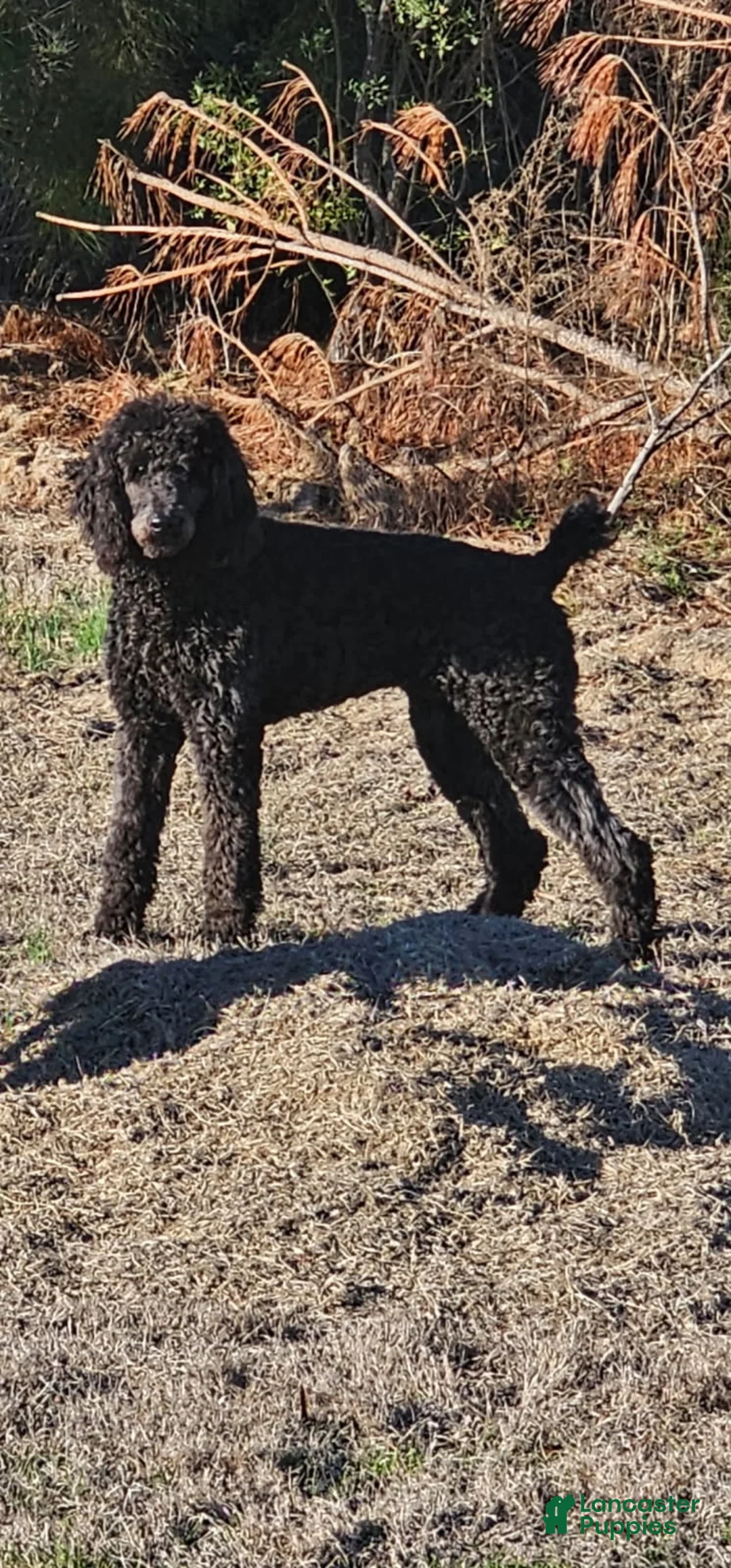 Standard Poodle dogs for sale: 10 Standard Poodle Puppies - Ad 2