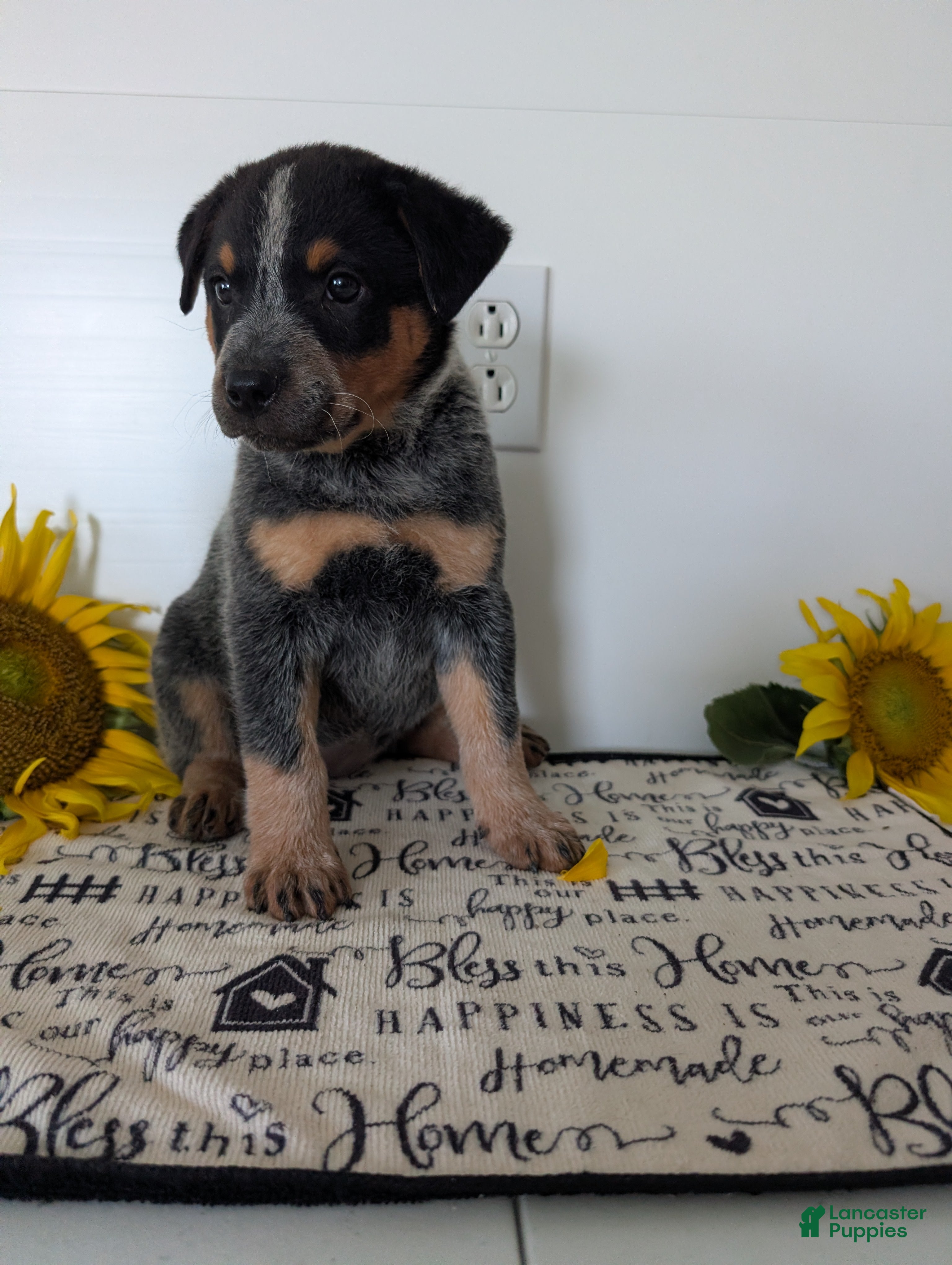 Australian Cattle Dog dogs Rosalie  - Ad 1