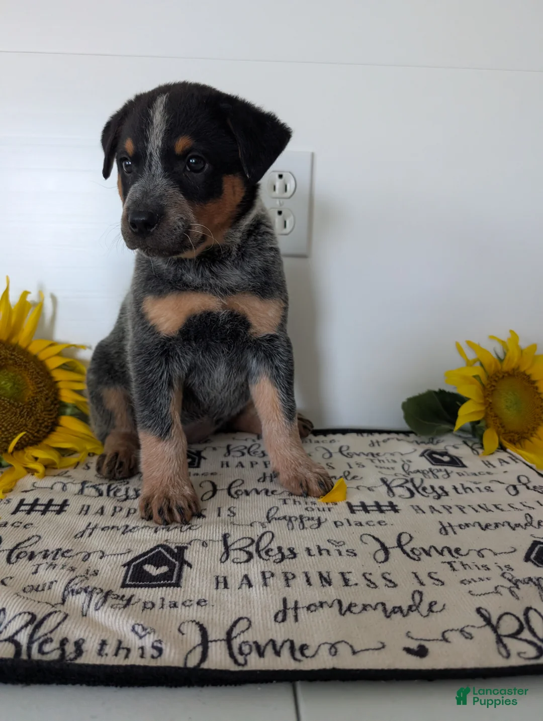 Australian Cattle Dog dogs for sale: Rosalie  - Ad 1