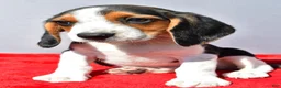 Beagle dogs for sale: Dakota - Ad 7
