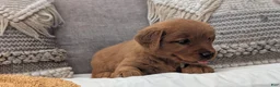 Golden Retriever dogs for sale: Aleasha - Ad 8