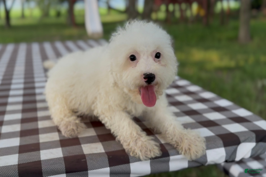 Mini Bernedoodle dogs Pretzel - Ad 21