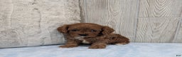 Cavapoo dogs for sale: Pebbles - Ad 3