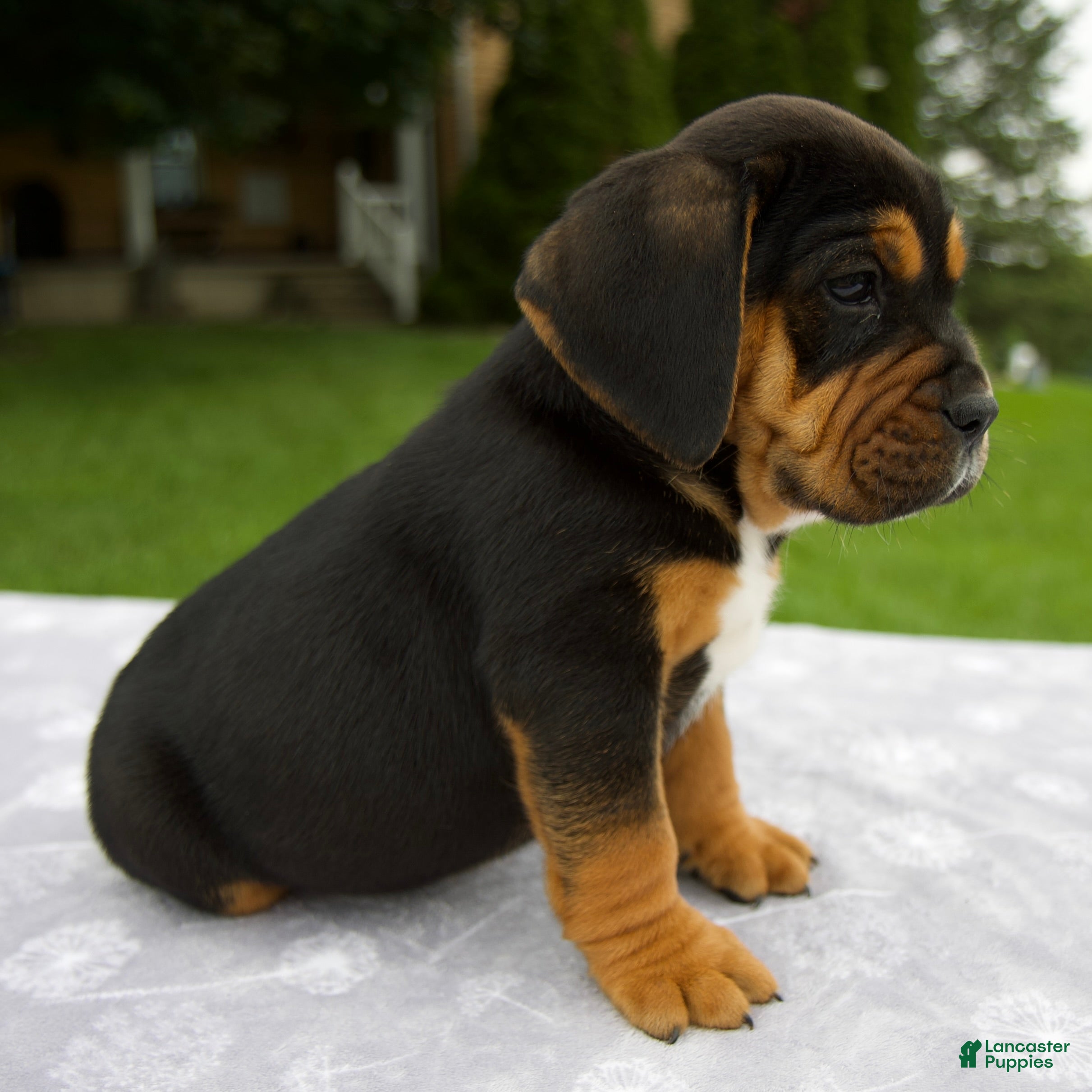 Beabull dogs Dakota - Ad 2