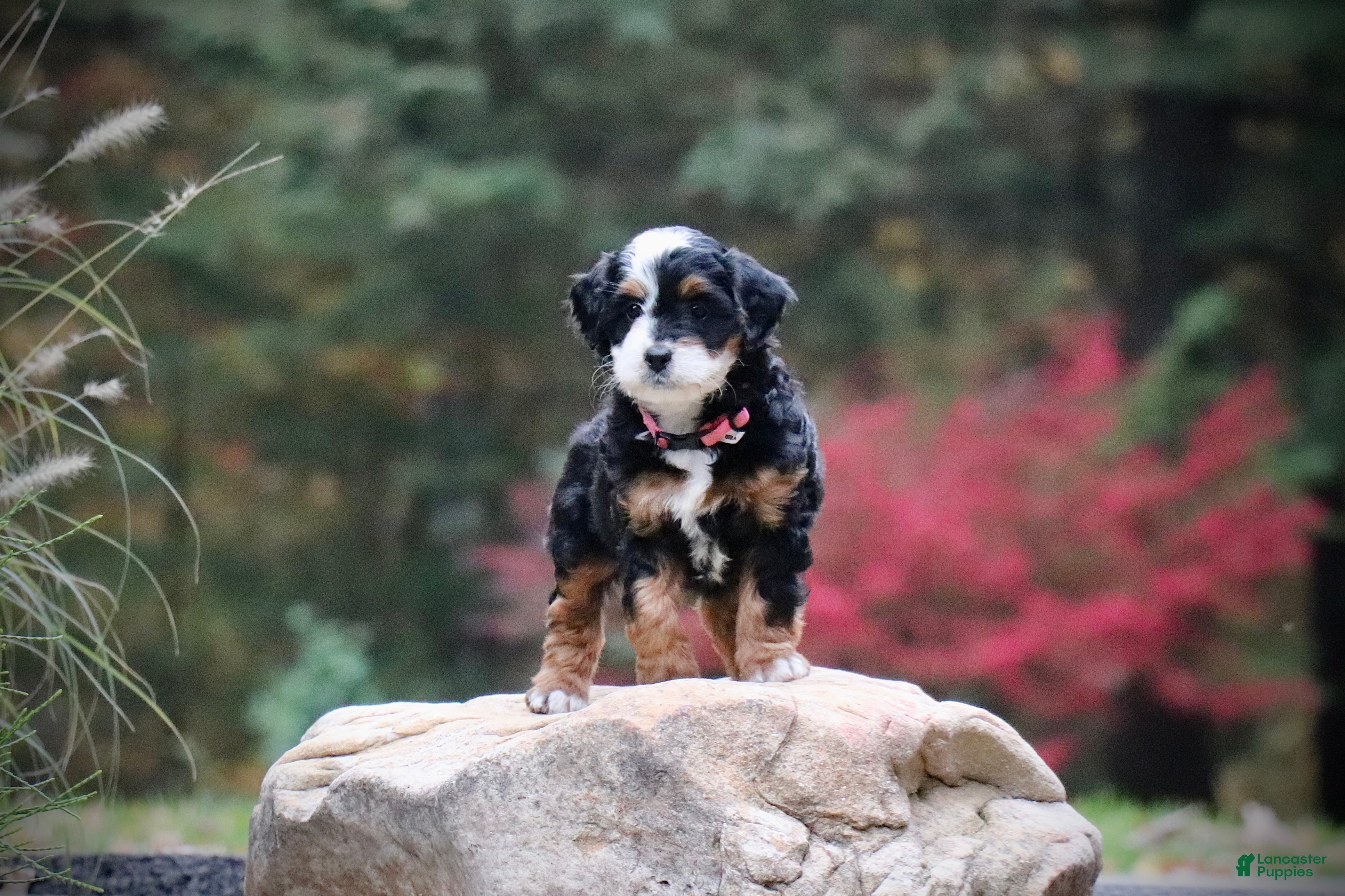 Mini Bernedoodle dogs for sale: Zoey - Ad 1