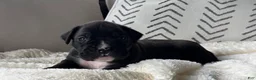 Boxer dogs for sale: Charlie  - Ad 2