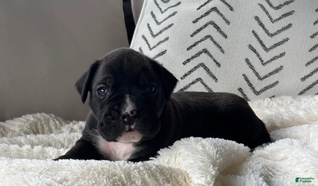 Boxer dogs for sale: Charlie  - Ad 2