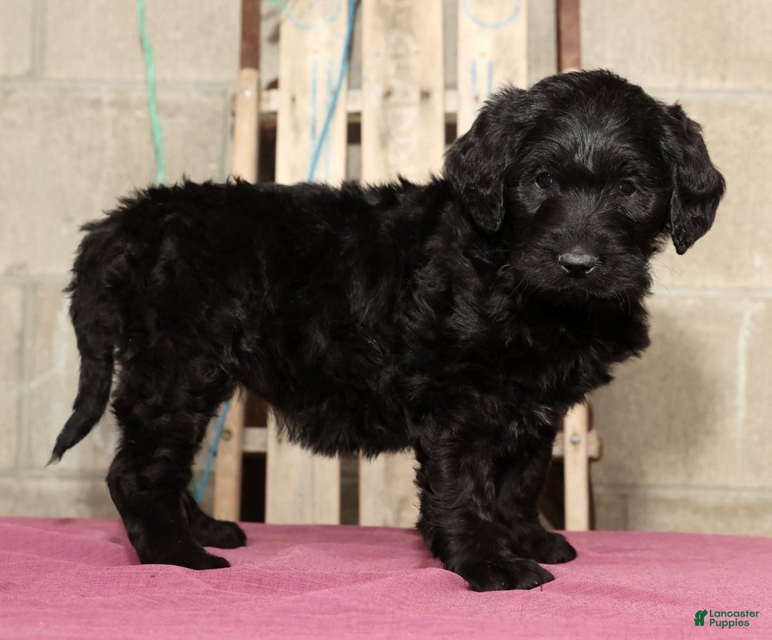 Labradoodle dogs for sale: Snickers - Ad 1