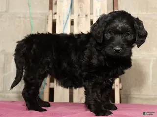 Labradoodle dogs Snickers - Ad 2