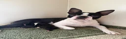 Boston Terrier dogs for sale: Boston Terrier 1 - Ad 8