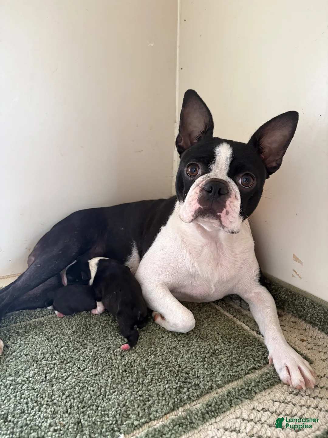 Boston Terrier dogs for sale: Boston Terrier 1 - Ad 8