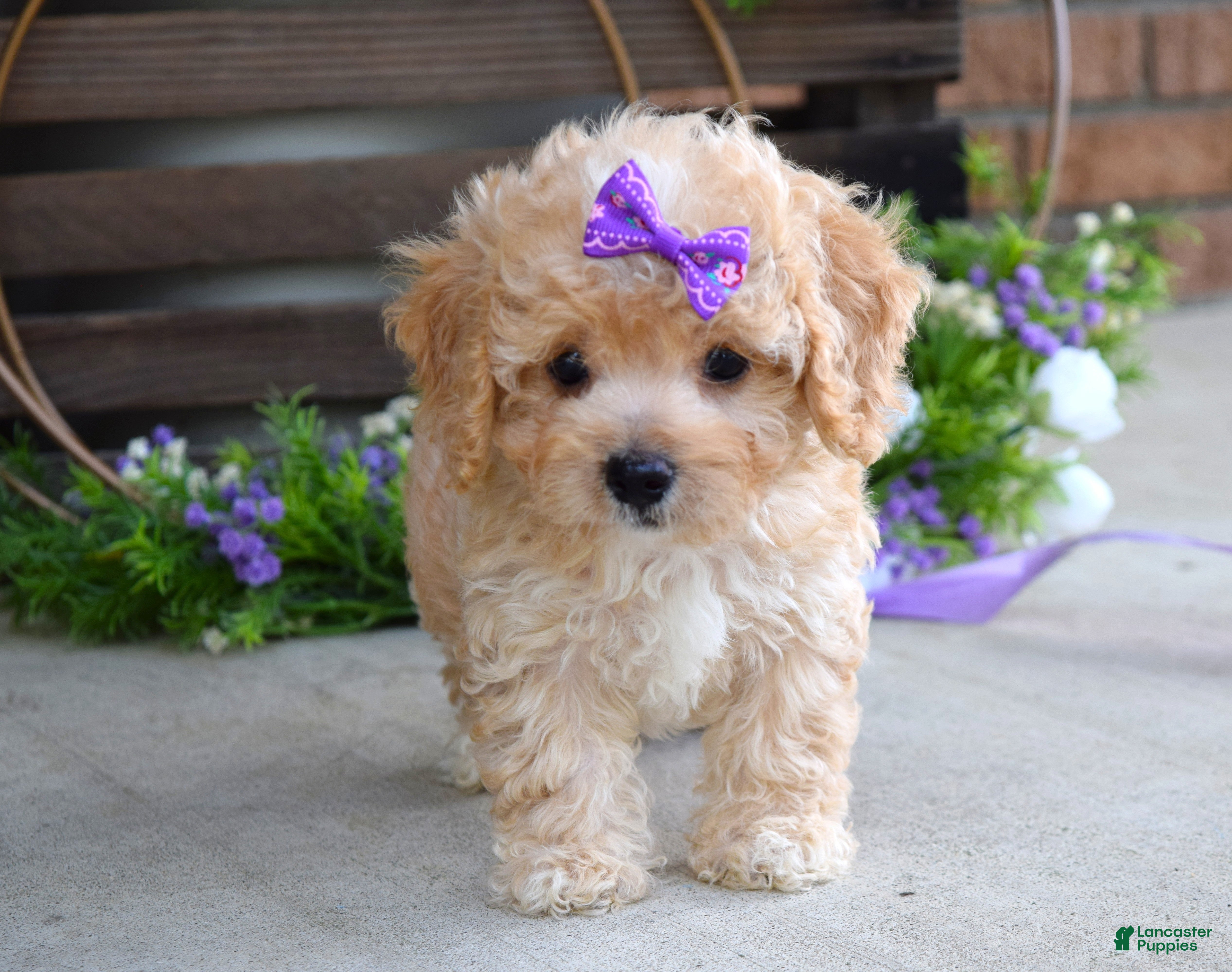 Maltipoo dogs Hazel - Ad 1