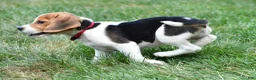 Beagle dogs for sale: Daisy - Ad 8