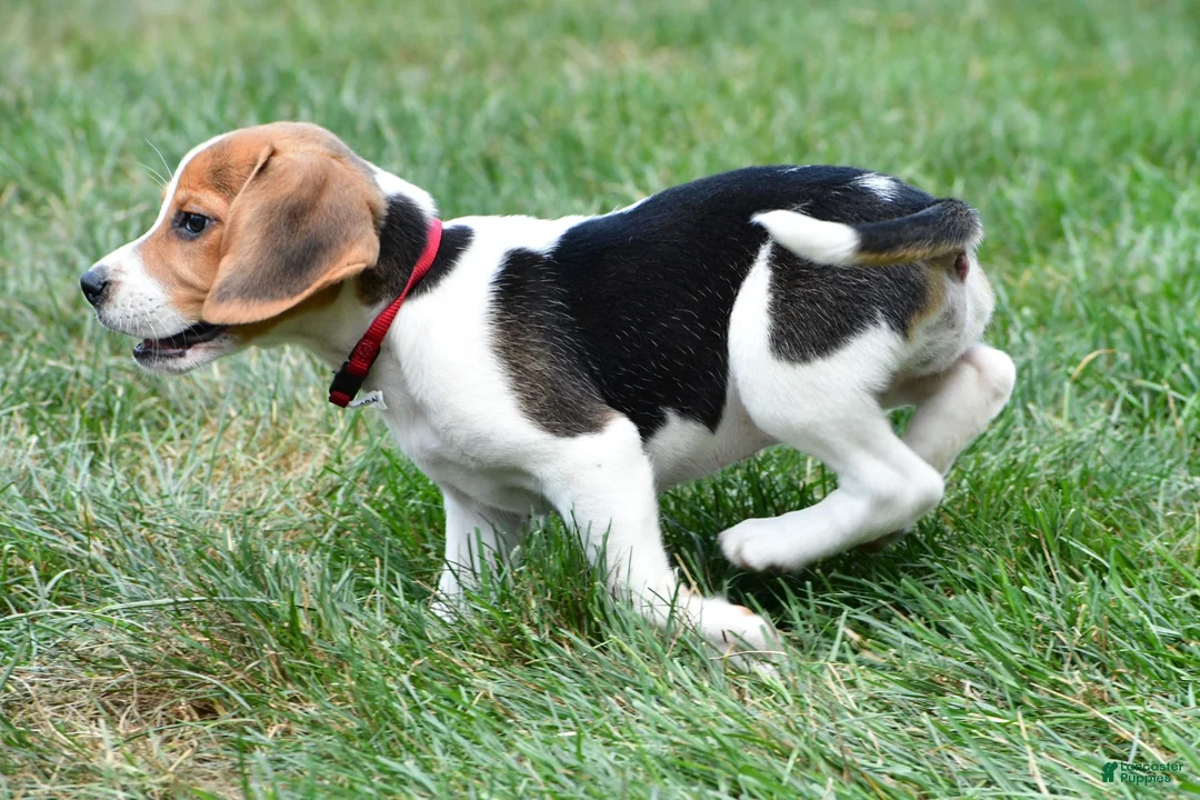 Beagle dogs for sale: Daisy - Ad 8