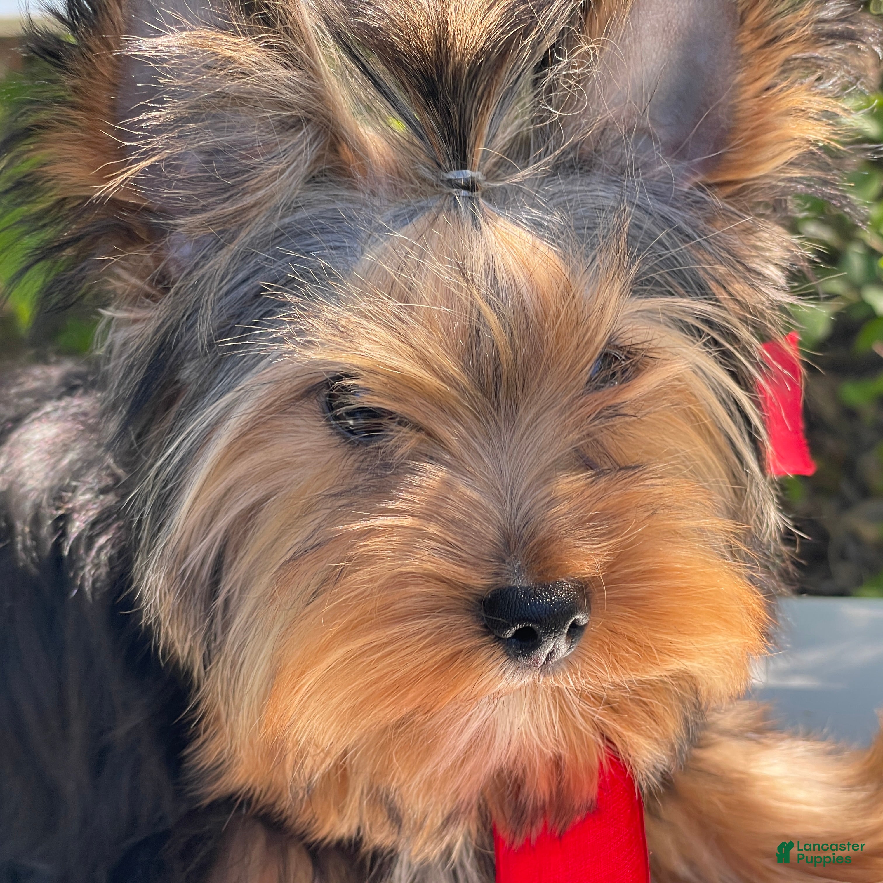Yorkshire Terrier dogs Frisby - Ad 2