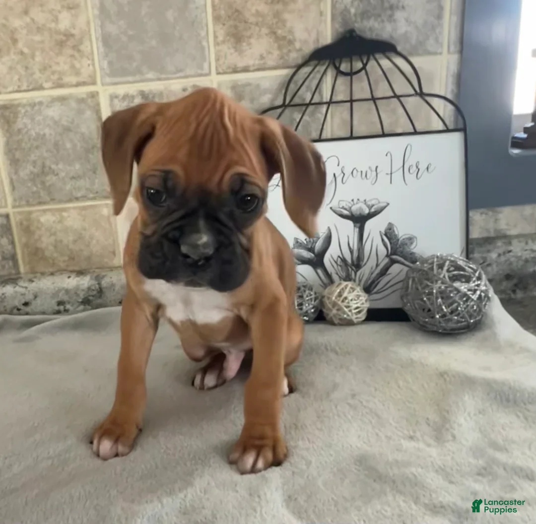 Boxer dogs for sale: Luke - Ad 3