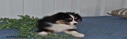 Miniature Australian Shepherd dogs for sale: Buttons - Ad 5