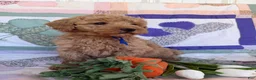 Mini Goldendoodle dogs for sale: Mini Goldendoodle Puppy 1 - Ad 4