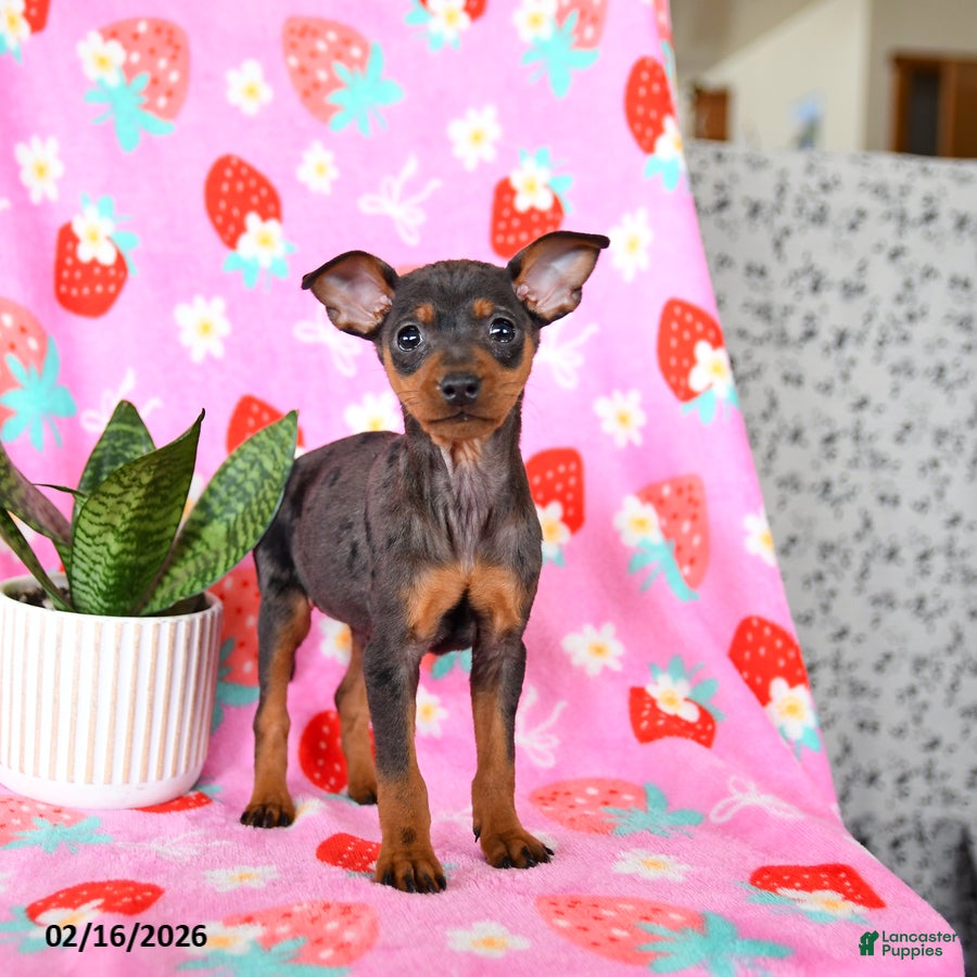 Miniature Pinscher dogs Cricket - Ad 2