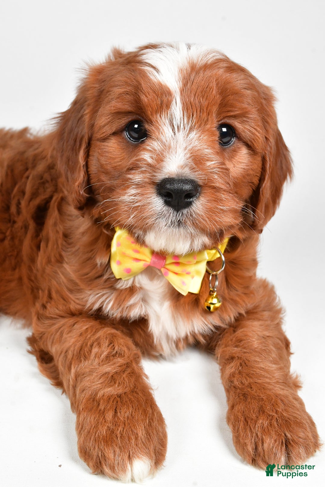 Cavapoo dogs for sale: Leo - Ad 4