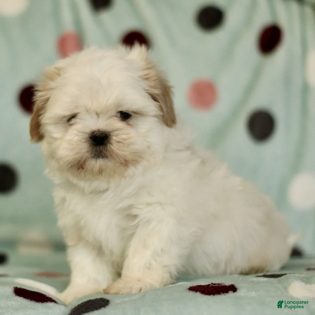 Shih Tzu dogs for sale: Chance - Ad 2