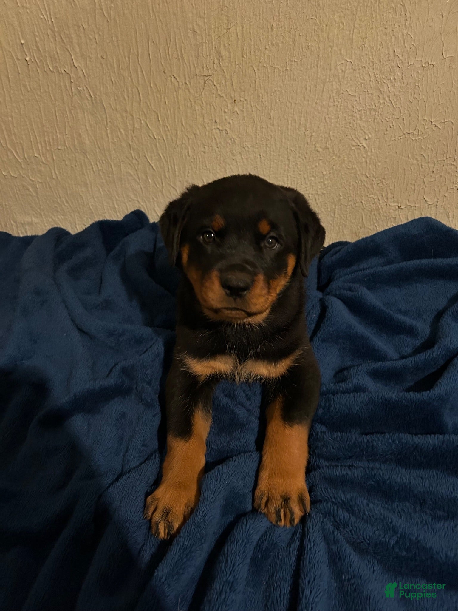 Rottweiler dogs Roxi (Pink) - Ad 1