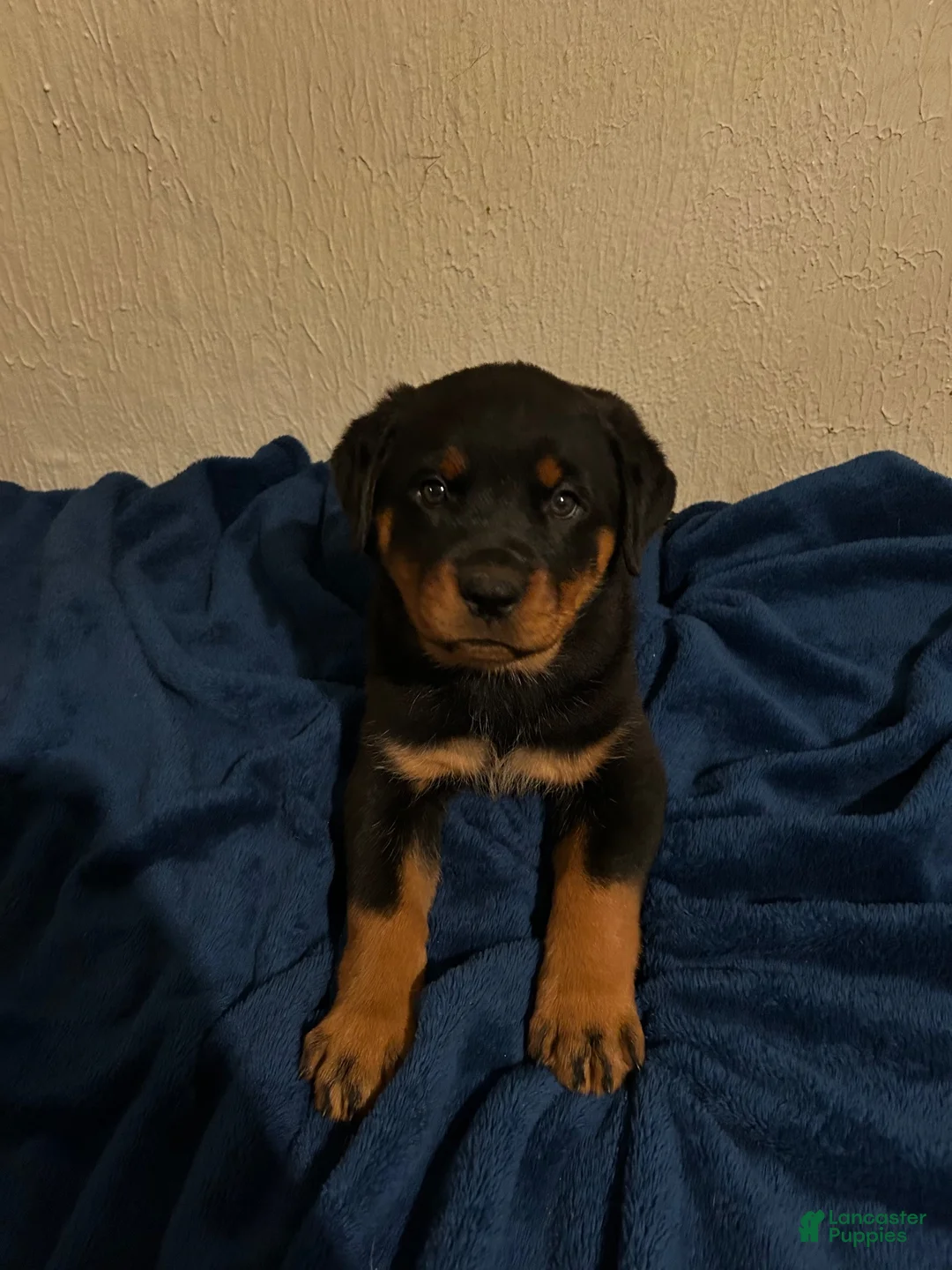 Rottweiler dogs for sale: Roxi (Pink) - Ad 1