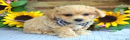 Maltipoo dogs for sale: Toby - Ad 5