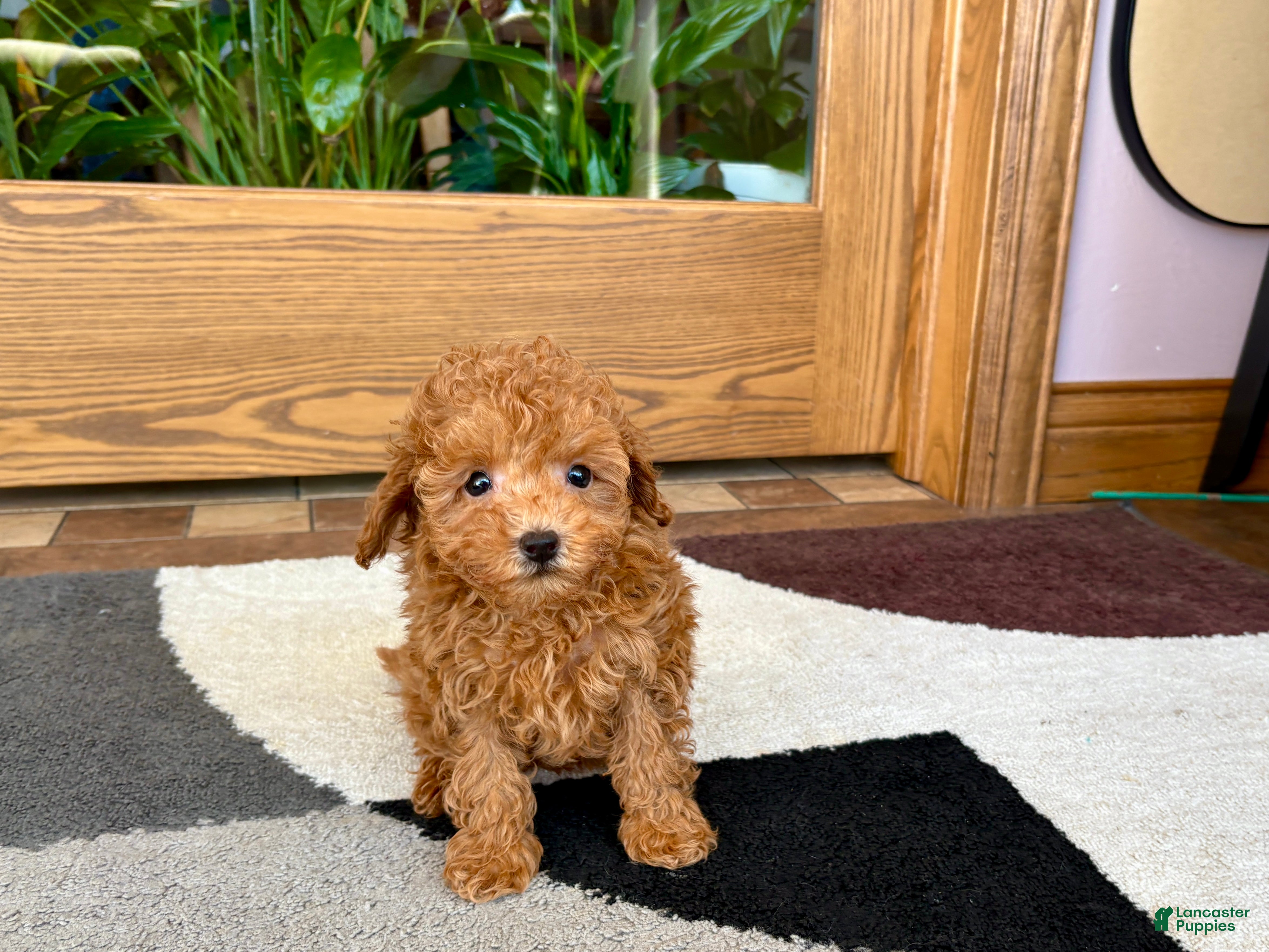 Maltipoo dogs for sale: Carrie - Ad 11