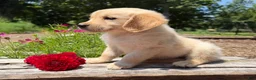 Golden Retriever dogs for sale: Nolan - Ad 4