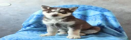 Siberian Husky dogs for sale: Tracker - Ad 2