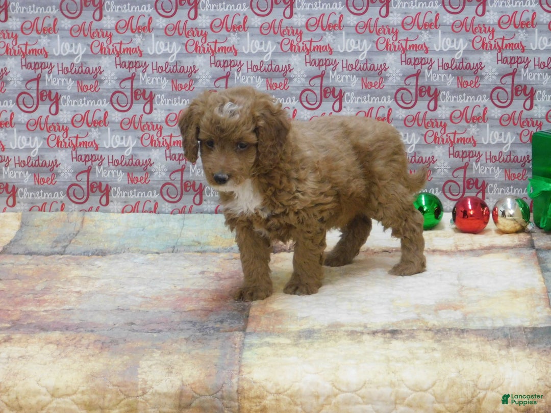 Goldendoodle dogs for sale: Mini Riley - Ad 4