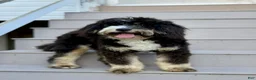 Mini Bernedoodle dogs for sale: Vinnie-Health Tested Parents - Ad 9